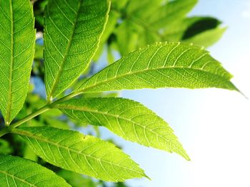 Close-up of fresh green leaf