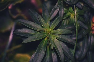 Purple plant reflect