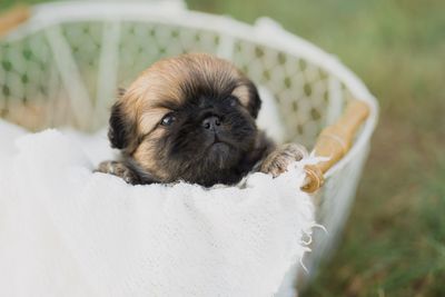 Close-up of puppy resting in basket