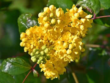 Close-up of yellow flowers blooming outdoors