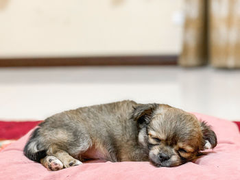 Close-up of a dog sleeping