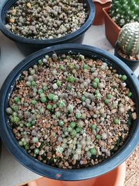 High angle view of plants in bowl on table