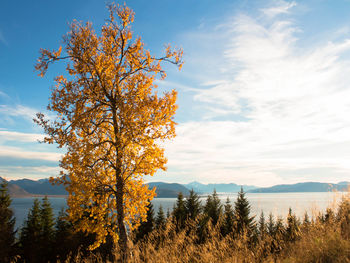 Tree on field against sky during autumn