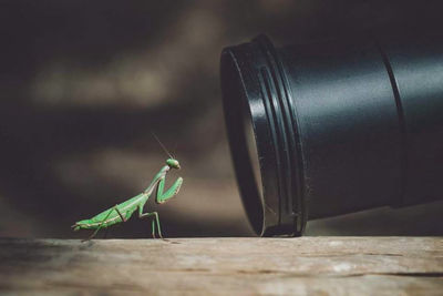 Close-up of grasshopper