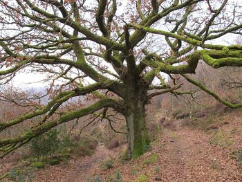 Low angle view of tree against sky