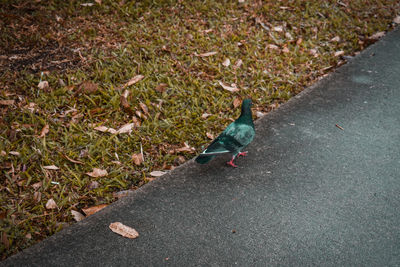 High angle view of bird perching on road