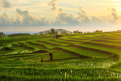 Beautiful views of rice fields in the afternoon, natural villages with beautiful mountains in asia