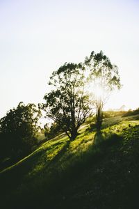 Scenic view of grassy field against sky