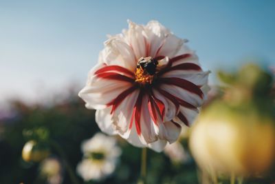 Close-up of bee pollinating on pink flower