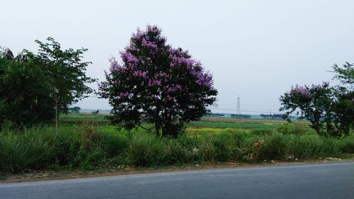 Trees on landscape against clear sky