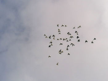 Low angle view of birds flying in sky