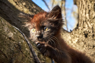 Close-up portrait of a cat