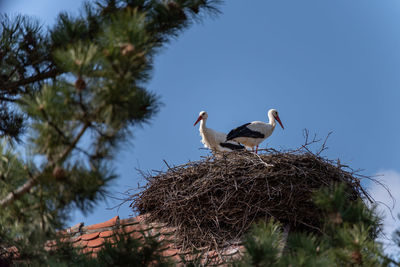 Low angle view of stork in nest against sky