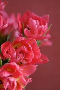 Close-up of pink flowers