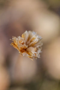 Close-up of flower against blurred background