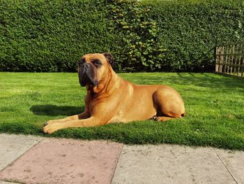 View of a dog looking away