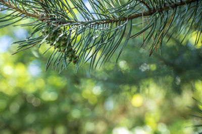 Close-up of pine tree