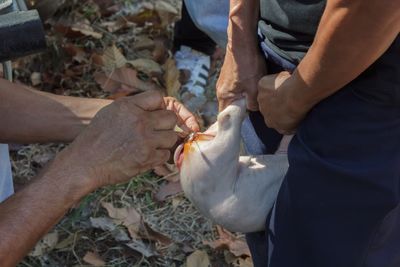 Cropped hands of male veterinarian injecting mammal held by coworker on field