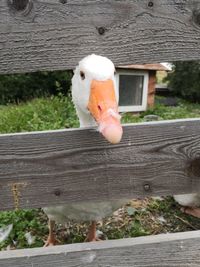 Close-up of a bird