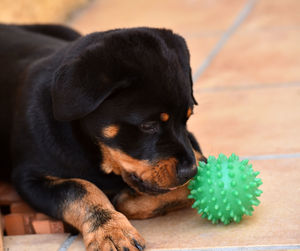 Close-up of a dog resting