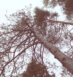 Low angle view of trees in forest against sky