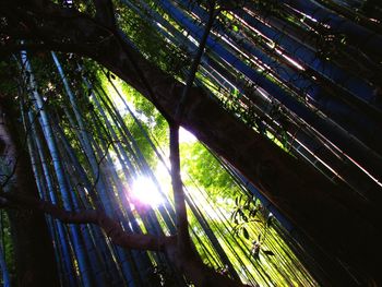 Low angle view of bamboo trees in forest