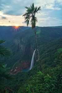 Palm tree growing on landscape against sky