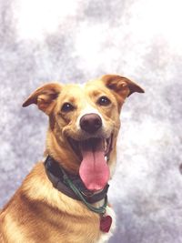 Close-up portrait of a dog