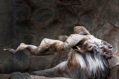 Close-up of spiral horned goat outdoors