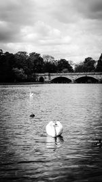 Ducks swimming in river against sky