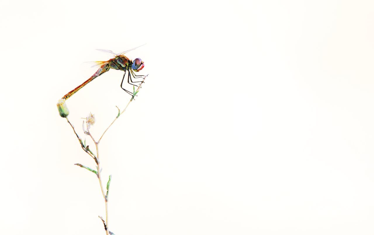 CLOSE-UP OF INSECT ON PLANT AGAINST WHITE BACKGROUND