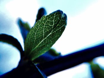 Close-up of leaf