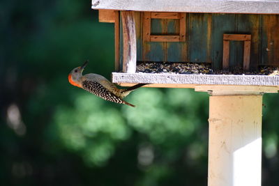 Close-up of bird