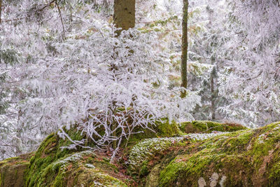 Plants growing on snow covered land