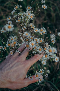 Close-up of hand on flowering plant