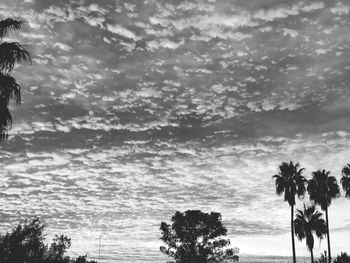 Low angle view of silhouette trees against sky