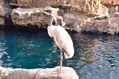 View of bird on rock by lake