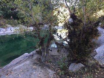 High angle view of trees by lake in forest