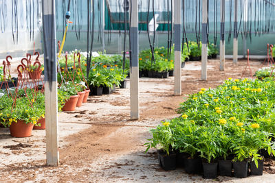 Young flowers in pots growing in greenhouse, nursery plants. floriculture industry.