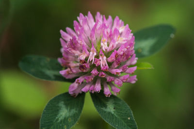 Close-up of purple flower