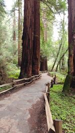 Trees in forest