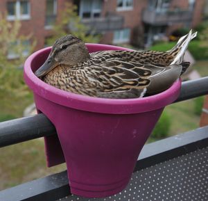 Close-up of bird perching in a container