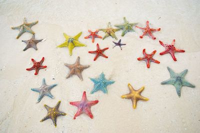 Star fish in zanzibar