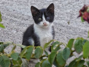 Close-up portrait of cat on plant