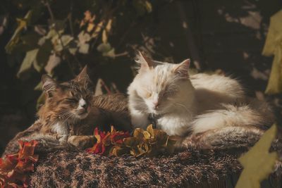 Cats relaxing in the park