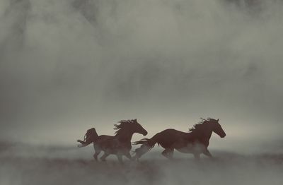 View of horse running on landscape against sky