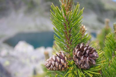 Close-up of fresh green plant in sea