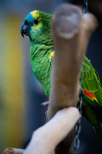 Close-up of parrot