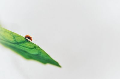 Close-up of insect over white background