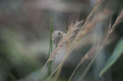 Close-up of insect